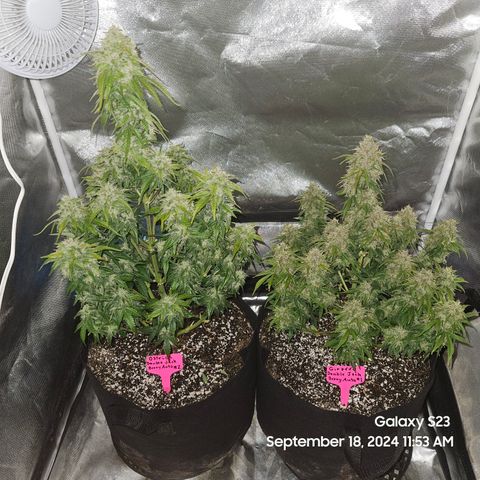 Double Berry Jack Autos x2 growlog timeline photo