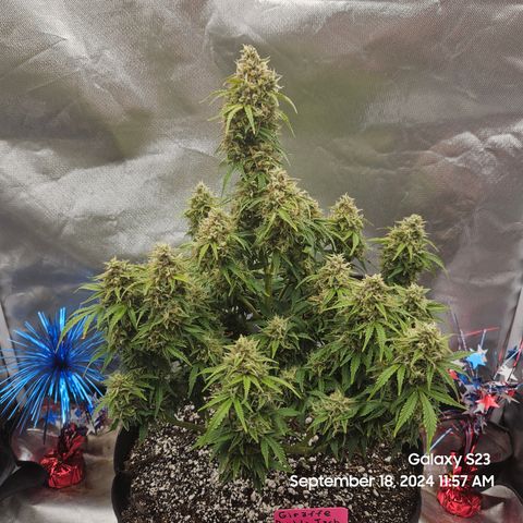 Double Berry Jack Autos x2 growlog timeline photo