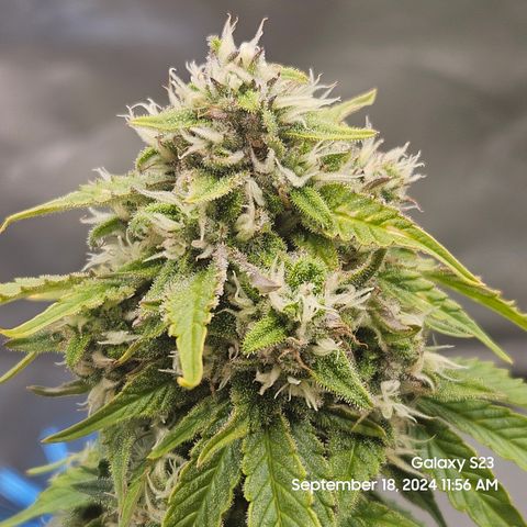 Double Berry Jack Autos x2 growlog timeline photo