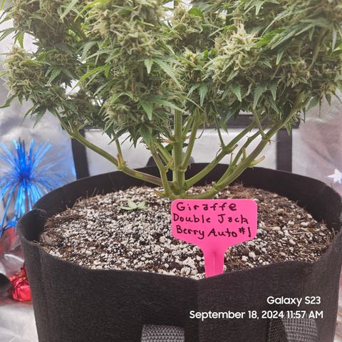 Double Berry Jack Autos x2 growlog timeline photo