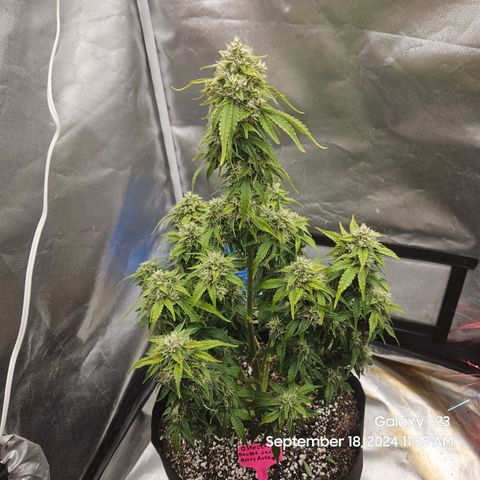 Double Berry Jack Autos x2 growlog timeline photo