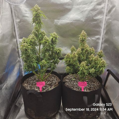 Double Berry Jack Autos x2 growlog timeline photo