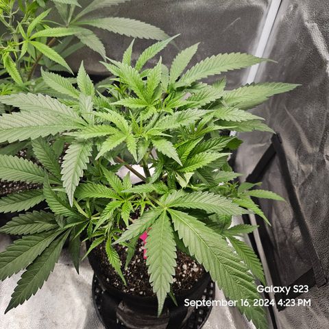 Logi Bloom Monkey Punch growlog timeline photo