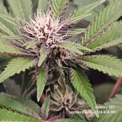 Loonatixz Testers #2 MN MILF growlog timeline photo