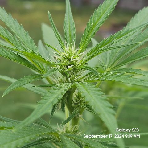 Purple Ghost Candy 1 clone and a 3 gallon tall growlog timeline photo