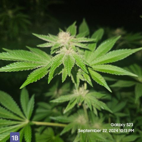 Loonatixz Testers  Cherry Kola growlog timeline photo