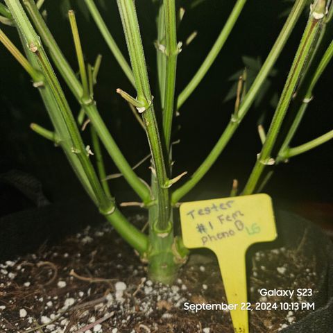 Loonatixz Testers  Cherry Kola growlog timeline photo