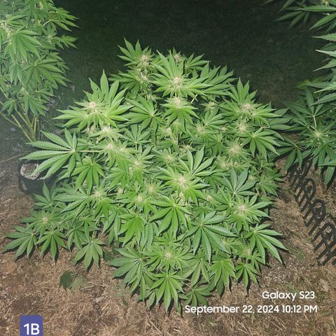 Loonatixz Testers  Cherry Kola growlog timeline photo