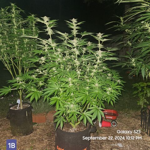 Loonatixz Testers  Cherry Kola growlog timeline photo