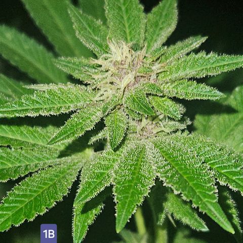 Loonatixz Testers  Cherry Kola growlog timeline photo