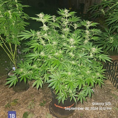 Loonatixz Testers  Cherry Kola growlog timeline photo