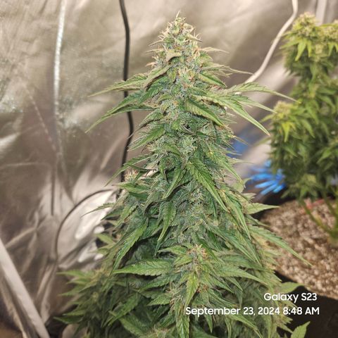 Seed The Change #2 growlog timeline photo