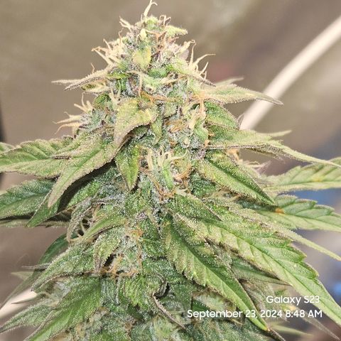 Seed The Change #2 growlog timeline photo