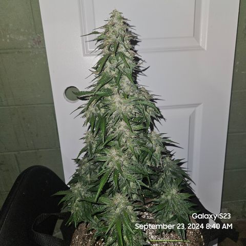 Seed The Change #2 growlog timeline photo