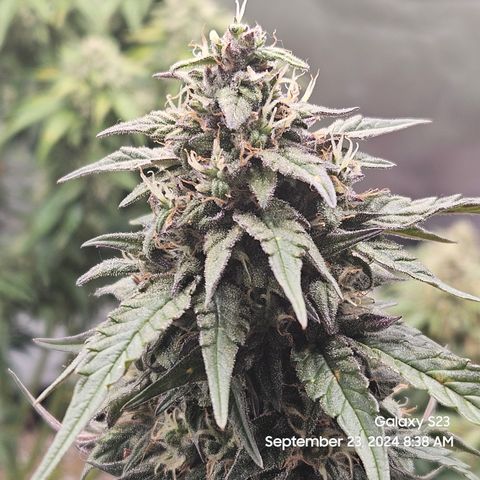 Seed The Change #2 growlog timeline photo
