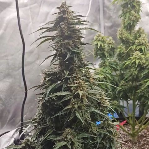 Seed The Change #2 growlog timeline photo