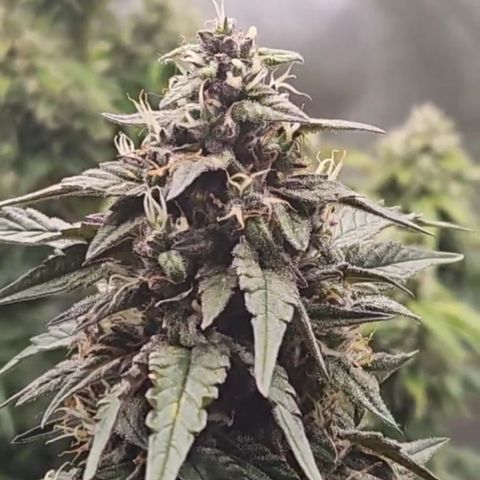 Seed The Change #2 growlog timeline photo