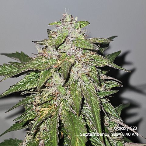 Seed The Change #2 growlog timeline photo