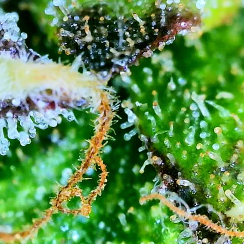 Seed The Change #2 growlog timeline photo