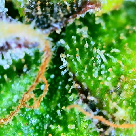 Seed The Change #2 growlog timeline photo