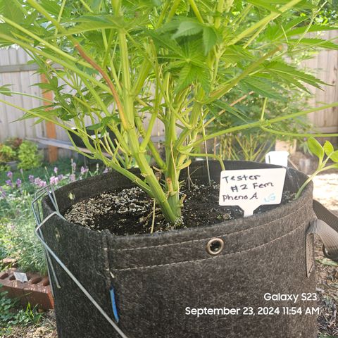 Loonatixz Testers #2 MN MILF growlog timeline photo