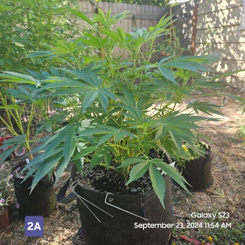 Loonatixz Testers #2 MN MILF growlog timeline photo