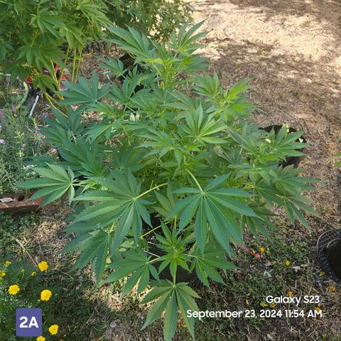 Loonatixz Testers #2 MN MILF growlog timeline photo