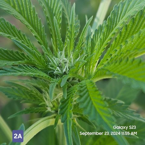 Loonatixz Testers #2 MN MILF growlog timeline photo