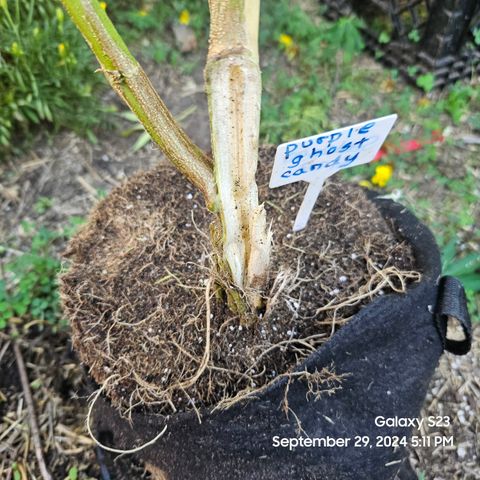 Purple Ghost Candy 1 clone and a 3 gallon tall growlog timeline photo