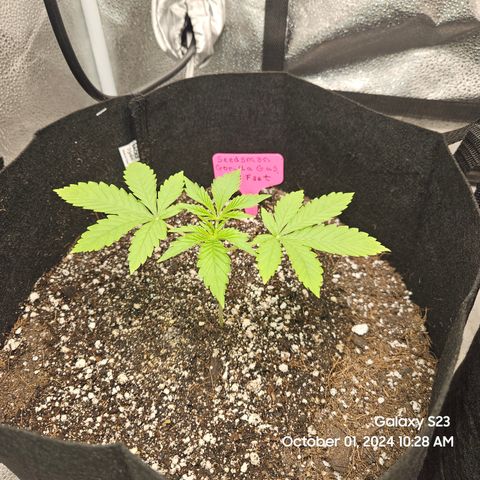 Seedsman Gorilla Gas F1 Fast growlog timeline photo