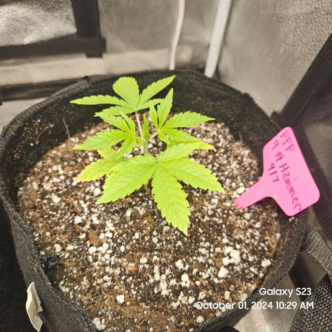 PPP 9 # Hammer growlog timeline photo