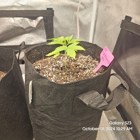 PPP 9 # Hammer growlog timeline photo