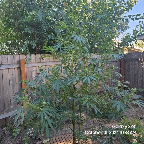 Purple Ghost Candy 1 clone and a 3 gallon tall growlog timeline photo