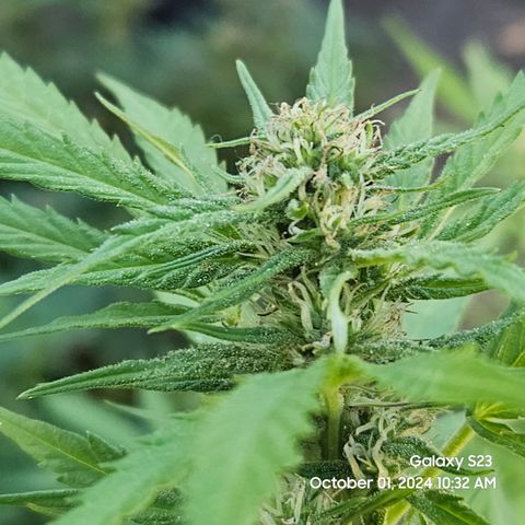 Purple Ghost Candy 1 clone and a 3 gallon tall growlog timeline photo