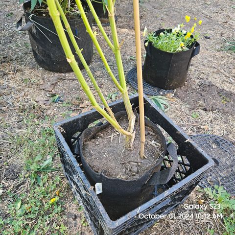Purple Ghost Candy 1 clone and a 3 gallon tall growlog timeline photo