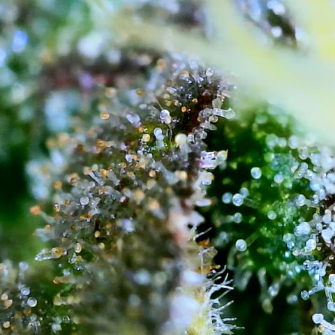 Seed The Change #2 growlog timeline photo