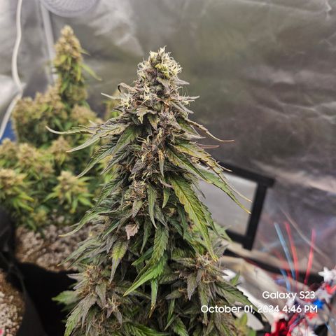 Seed The Change #2 growlog timeline photo