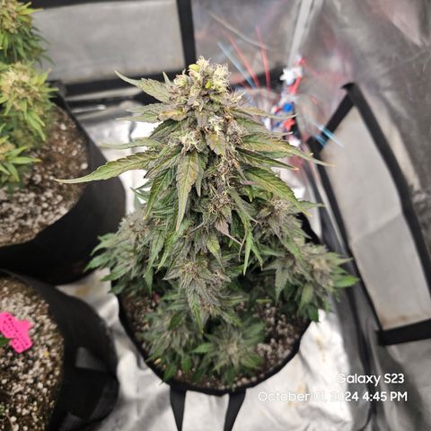 Seed The Change #2 growlog timeline photo