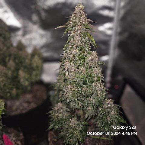 Seed The Change #2 growlog timeline photo