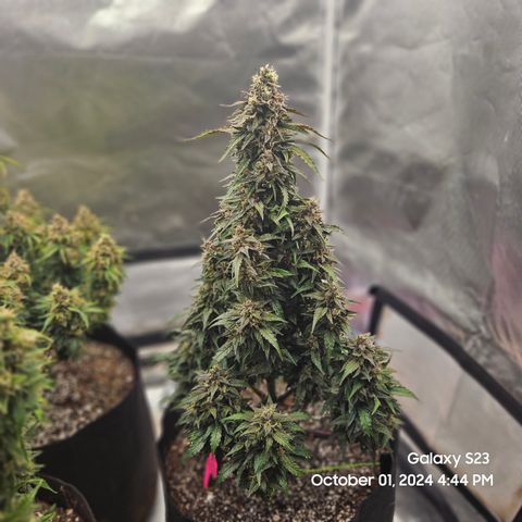 Seed The Change #2 growlog timeline photo