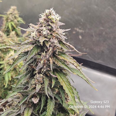 Seed The Change #2 growlog timeline photo