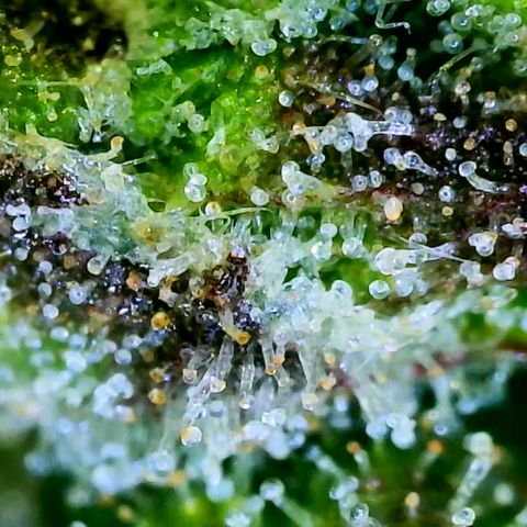 Seed The Change #2 growlog timeline photo