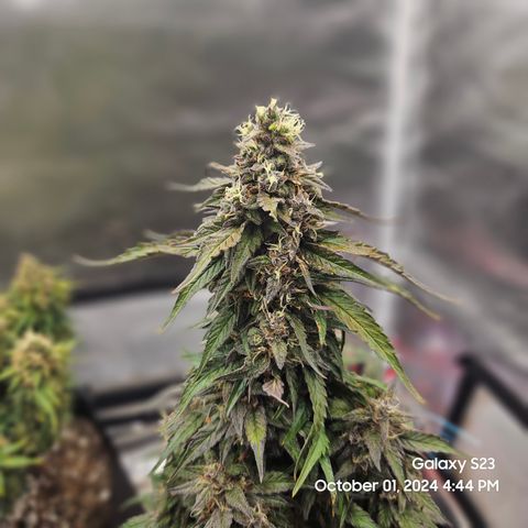 Seed The Change #2 growlog timeline photo