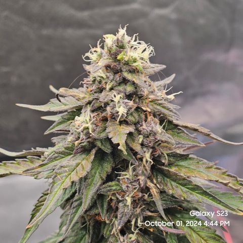 Seed The Change #2 growlog timeline photo