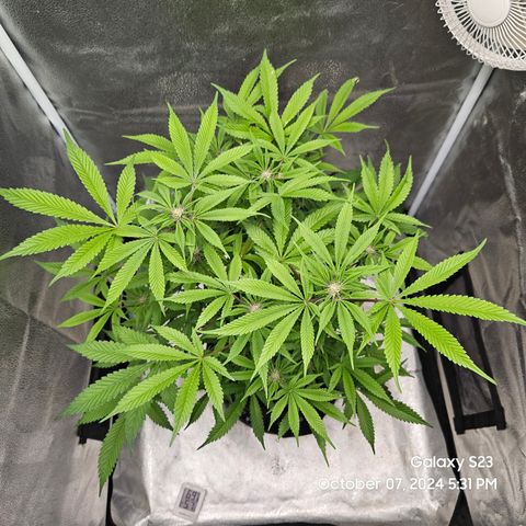 Logi Bloom Monkey Punch growlog timeline photo