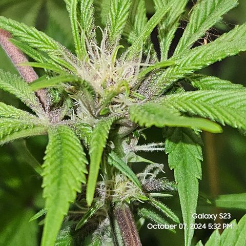 Logi Bloom Monkey Punch growlog timeline photo