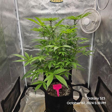 Logi Bloom Monkey Punch growlog timeline photo