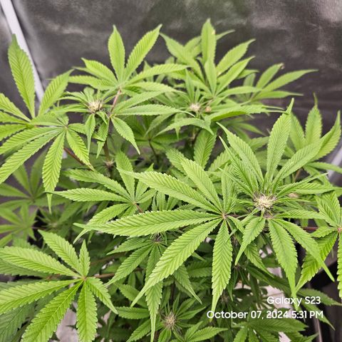 Logi Bloom Monkey Punch growlog timeline photo