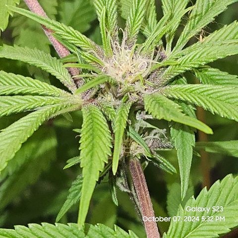 Logi Bloom Monkey Punch growlog timeline photo