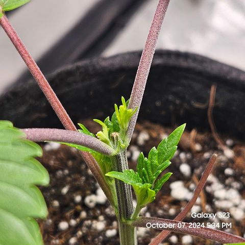 PPP 9 # Hammer growlog timeline photo
